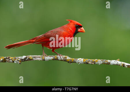 Maschi adulti Cardinale settentrionale (Cardinalis cardinalis) appollaiato su un ramoscello orizzontale contro verde sfondo naturale in Galveston Co., Texas, Stati Uniti d'America. Foto Stock