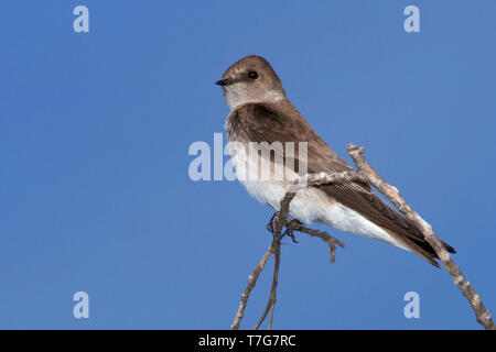 Adulto ruvida settentrionale-winged Swallow (Stelgidopteryx serripennis) appollaiato su un ramoscello. In Orange County, California, STATI UNITI D'AMERICA MARZO 2001 Foto Stock