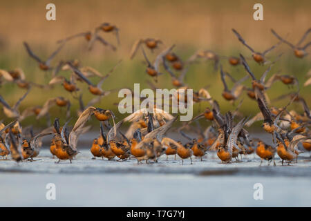 Gregge di Red nodi (Calidris canutus), Germania, uccelli adulti in estate piumaggio di decollare da sono ' appollaiati area. Foto Stock