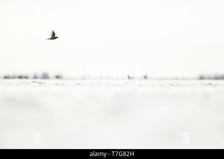 Comune (Redshank Tringa totanus), volando sopra il mare di Wadden in Germania durante l'alta marea. Foto Stock