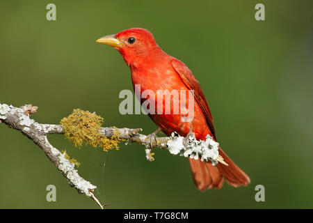 Maschio adulto Estate Tanager (Piranga rubra) Galveston Co., Texas, Stati Uniti d'America Foto Stock