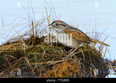 Riproduttori adulti palude plumaged Sparrow (Melospiza georgiana) sulla tundra artica di Churchill, provincia di Manitoba in Canada. Foto Stock