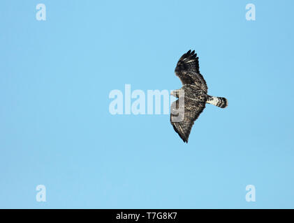 Rough-zampe Poiana (Buteo lagopus), maschio adulto in volo, visto da sopra, mostra ali superiori. Foto Stock