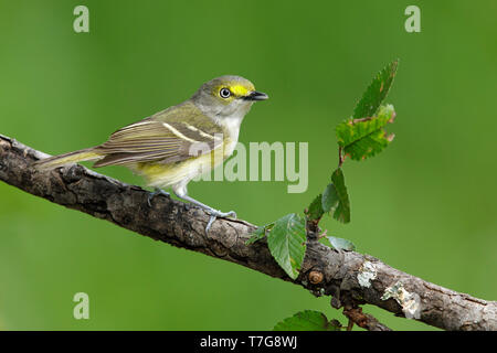 Adulto bianco-eyed (Vireo Vireo griseus) appollaiato su un ramo di un verde sfondo naturale in Galveston County in Texas, USA, durante la migrazione a molla. Foto Stock