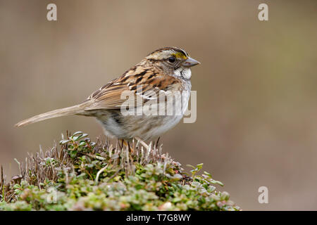 Adulto bianco-throated Sparrow (Zonotrichia albicollis) in estate piumaggio (tan morph) nella tundra di Churchill, Manitoba, Canada. Foto Stock