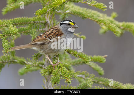 Adulto bianco-throated Sparrow (Zonotrichia albicollis) in estate piumaggio bianco (morph) nella tundra di Churchill, Manitoba, Canada. Foto Stock