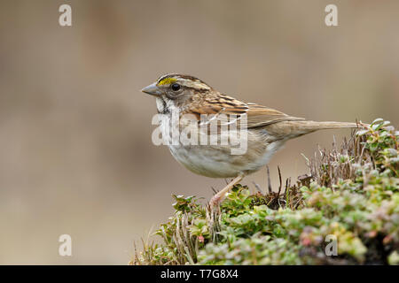 Adulto bianco-throated Sparrow (Zonotrichia albicollis) in estate piumaggio (tan morph) nella tundra di Churchill, Manitoba, Canada. Foto Stock