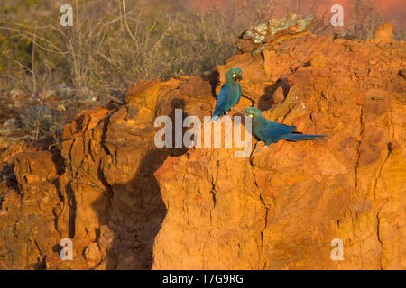 Coppia di Lear's Macaws (Anodorhynchus Leari che tiene vicino) areo sono ' appollaiati su una scogliera a Bahia, Brasile. È noto da due colonie al Toca Velha e Serra Foto Stock