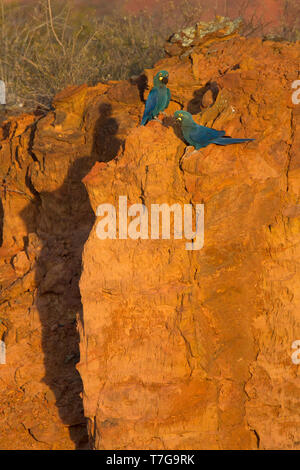 Coppia di Lear's Macaws (Anodorhynchus Leari che tiene vicino) areo sono ' appollaiati su una scogliera a Bahia, Brasile. È noto da due colonie al Toca Velha e Serra Foto Stock