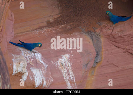 Coppia di Lear's Macaws (Anodorhynchus Leari che tiene vicino) areo sono ' appollaiati su una scogliera a Bahia, Brasile. È noto da due colonie al Toca Velha e Serra Foto Stock