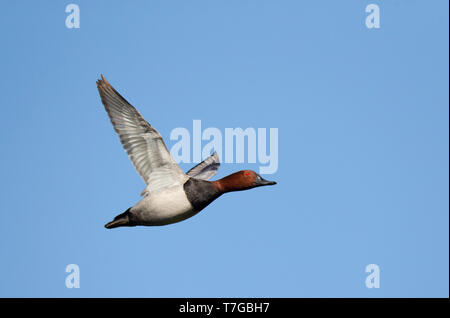 Flying maschio Pochard comune (Aythya ferina), che mostra sotto il parafango, in Spagna. Foto Stock