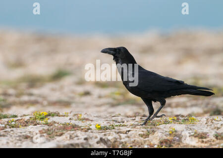 Comune di adulti Corvo Imperiale (Corvus corax tingitanus) in piedi sul suolo in Marocco. Foto Stock