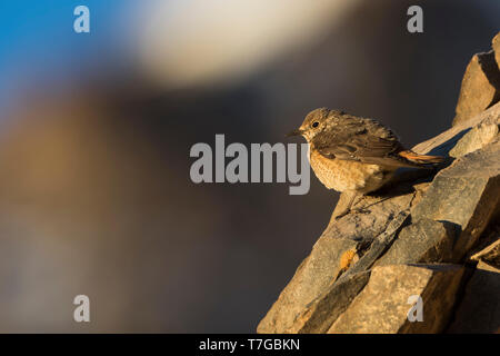 Roccia comune Tordo, Monticola saxatilis, Kirghizistan, femmina adulta arroccata su una roccia Foto Stock