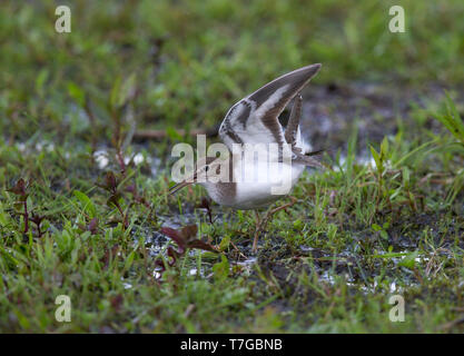 Il canto e la visualizzazione di Piro-piro piccolo (Actitis hypoleucos) sollevamento della sua ala e la coda. Foto Stock
