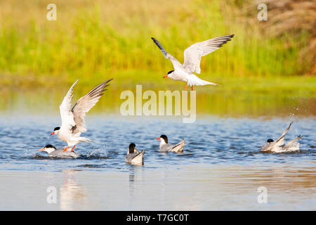 Gruppo di sei sterne comuni (Sterna hirundo) prendere un bagno in un lago di acqua dolce nei pressi di Skala Kalloni sull'isola Mediterranea di Lesbo, Grecia. Foto Stock