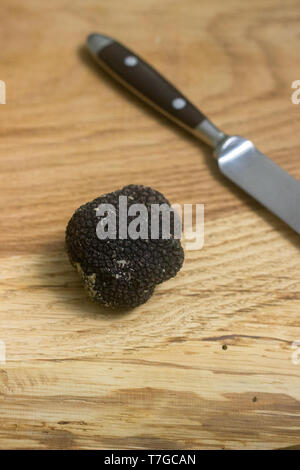 Fungo tartufo nero su un tavolo di legno. Trovato in Moldavia nel luglio 2018. Messa a fuoco selettiva. Foto Stock