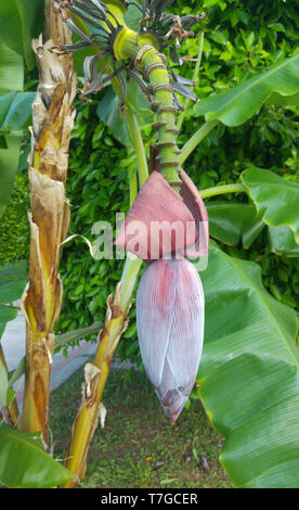Banana Flower su un ramo con foglie di colore verde Foto Stock