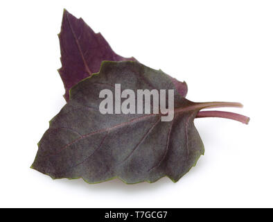 Viola fresche foglie di basilico isolati su sfondo bianco Foto Stock