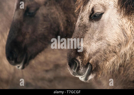 Cavalli Konik (Equus ferus) ritratto Foto Stock