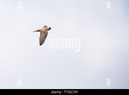 Primo-inverno Eurasian Crag Martin (Ptyonoprogne rupestris) in volo in Bulgaria durante l'autunno. Foto Stock