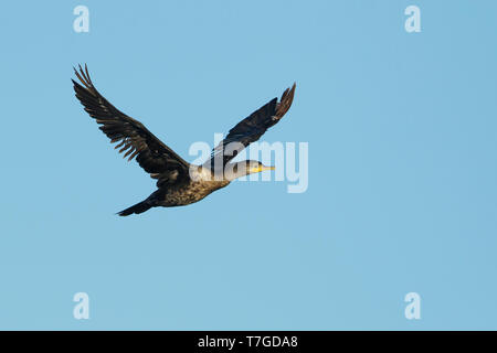 Immaturo Double-crested cormorano (Phalacrocorax auritus) in volo a Galveston Co., Texas, Stati Uniti d'America in aprile 2017. Foto Stock