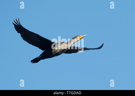 Immaturo Double-crested cormorano (Phalacrocorax auritus) in volo a Orange Co., California, Stati Uniti d'America. Febbraio 2018 Foto Stock