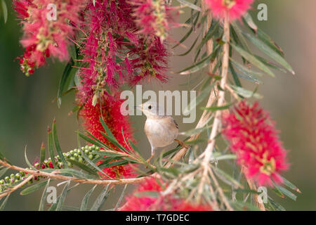 Femmina subalpini orientale trillo (Sylvia cantillans albistriata) albistriata in hotel garden durante la migrazione a molla in Egitto. Foto Stock