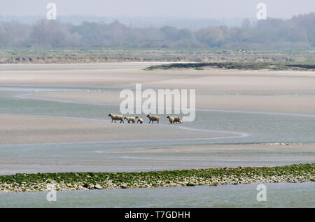 Pecore prep-vendita Saint Valery sur Somme Picardia Foto Stock