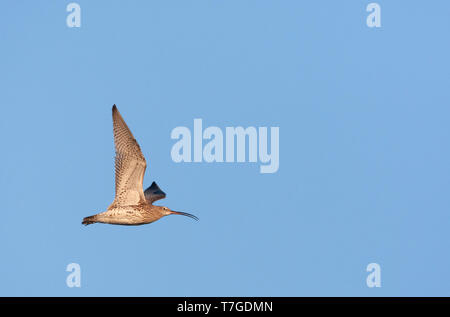 Adulto Eurasian Curlew (Numenius arquata) chiamando durante il volo su prati a sud di Amsterdam nei Paesi Bassi. Foto Stock