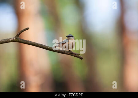 Adulto picchio muratore eurasiatica (Sitta europaea) nei Paesi Bassi. Appollaiato sul ramo di piccole dimensioni con una molla foresta come sfondo. Foto Stock