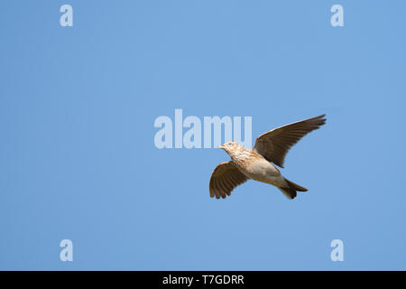 Allodola eurasiatica (Alauda arvense) nei Paesi Bassi. In volo, visto dal di sotto. Foto Stock