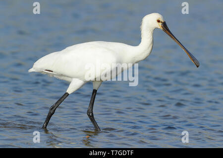 Eurasian Spatola (Platalea leucorodia) durante il tardo autunno guadare attraverso un lago a Quriyat in Oman. Foto Stock