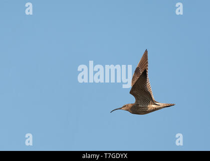 Adulto Whimbrel eurasiatica (Numenius phaeopus) in volo nei Paesi Bassi. Visto dal lato, mostrando ai sensi del modello di ala. Foto Stock