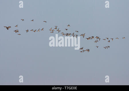 Grande gregge di migrazione Wigeons eurasiatica (Anas penelope), durante l'autunno, passando per la costa del mare del Nord off Katwijk nei Paesi Bassi. Foto Stock