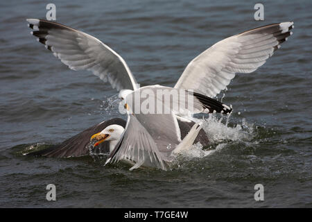 Adulto nero minore-backed Gull (Larus fuscus) combattere con un adulto europeo Gabbiano Aringhe (Larus argentatus) per il cibo nei Paesi Bassi. Un altro H Foto Stock