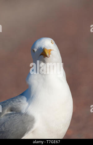 Primo piano di un adulto europeo Gabbiano Aringhe (Larus argentatus) su Texel in Olanda. Stupito uccello guardando in alto, con la testa leggermente inclinata verso il Foto Stock