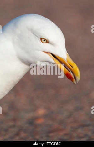 Primo piano di adulto Aringa europea gabbiano (Larus argentatus) sul parcheggio nelle dune di Texel, Paesi Bassi, mangiando scarti di alimenti prelevati dal dir Foto Stock