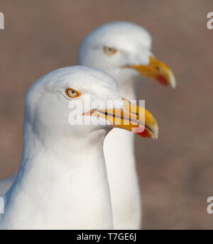 Coppia di europei adulti gabbiani reali (Larus argentatus) su un parcheggio sull isola di Wadden Texel in Olanda. In attesa di turista a portata di mano oltre Foto Stock