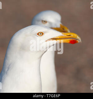 Due intense guardando europei adulti gabbiani reali (Larus argentatus) in piedi su un parcheggio su Texel in Olanda. In cerca di guai e wai Foto Stock