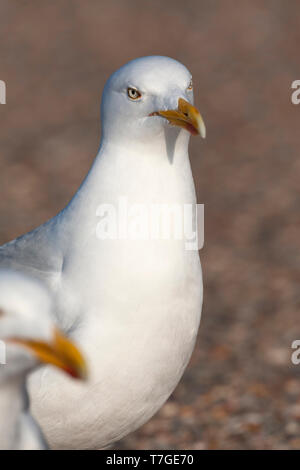 Ritratto verticale di un adulto europeo Gabbiano Aringhe (Larus argentatus) su Texel in Olanda, con il suo compagno in primo piano. Foto Stock