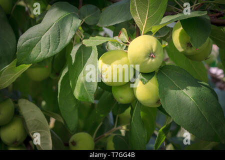 Frutti di verde mele immaturi sul ramo di albero con foglie. Profondità di campo. La coltivazione di frutta in giardino. Foto Stock