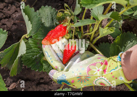 Giardiniere femmina è in possesso di fragole mature in mano vestito in guanto di gomma. Mature e frutti immaturi fragola crescente sulla boccola in giardino. Foto Stock