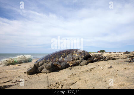 Dead sea turtle lavato fino sulla spiaggia Foto Stock