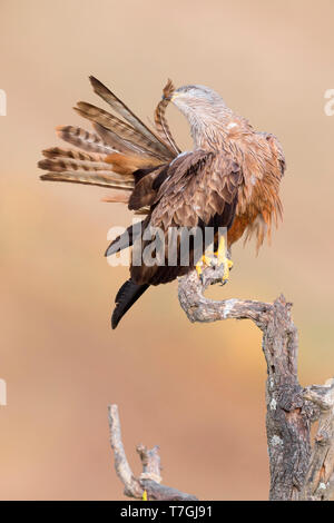 Nibbio, preening adulti su un albero morto, Basilicata, Italia (Milvus migrans) Foto Stock