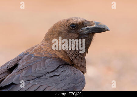Brown a collo di Raven, adulto, Boavista, Capo Verde (Corvus ruficollis) Foto Stock