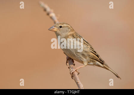 Passera sarda, Femmina, Santiago, Capo Verde (Passer hispaniolensis) Foto Stock