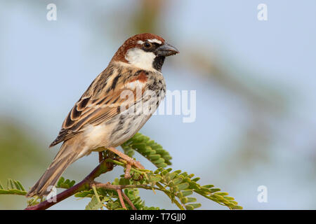 Passera sarda, maschio, Santiago, Capo Verde (Passer hispaniolensis) Foto Stock