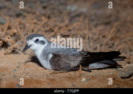 Di fronte bianco-Storm Petrel, adulto, Boavista, Capo Verde (Pelagodroma marina) Foto Stock