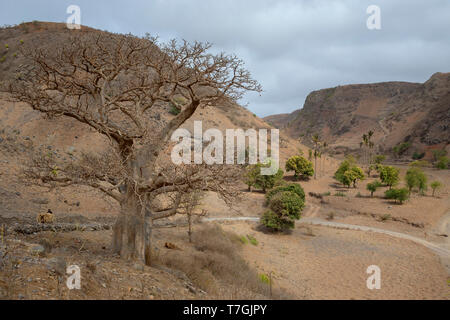 Baobab, paesaggio, Santiago, Capo Verde (Adansonia digitata) Foto Stock