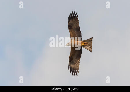 Nibbio, volo, Basilicata, Italia (Milvus migrans) Foto Stock